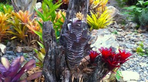 bromeliads_small.jpg