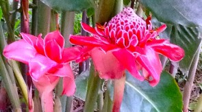 torch_ginger.jpg